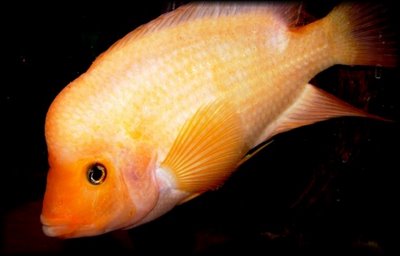 redevet AMPHILOPHUS CITRINELLUS peixe 