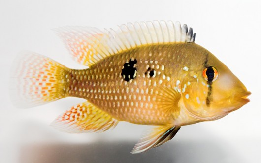redevet GEOPHAGUS BRASILIENSIS peixe 
