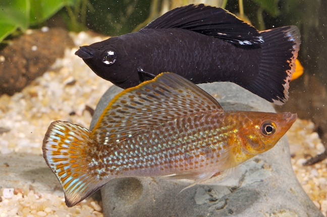 redevet POECILIA LATIPINNA molinesia peixe