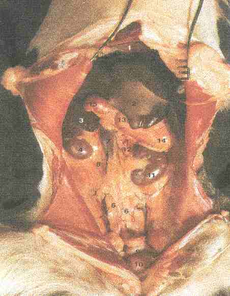 Redevet Glandula adrenal