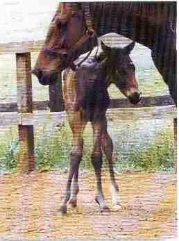 Deformidades potros redevet