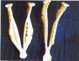 Mandibula animal Redevet