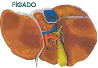 Redevet anti radicalar