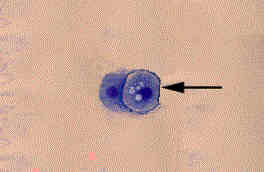 Redevet celulas espumosas revistavet