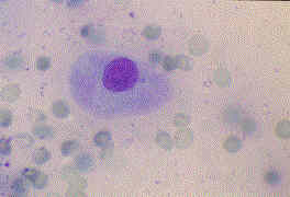 Redevet celulas intermediarias revistavet