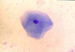 Redevet celulas superficiais revistavet