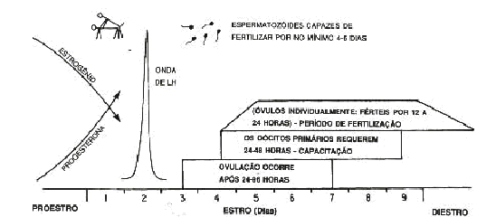 Redevet ciclo estral cadela revistavet