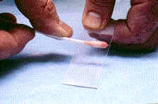 Redevet citologia revistavet