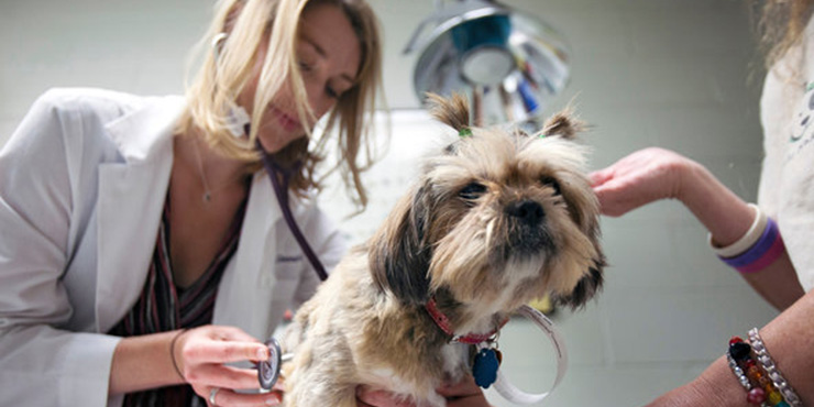 Redevet tumor mamario