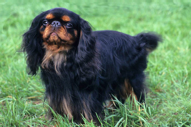redevet English Toy Spaniel