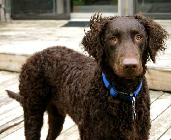 redevet Retriver pelocrespo
