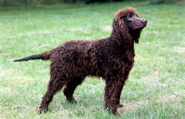 redevet Water Spaniel Irlandes 