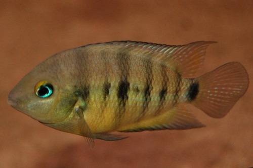 redevet archocentrus spilurus peixe