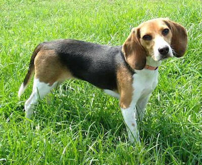 redevet beagle