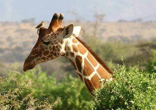redevet pescoco de girafa curiosidade